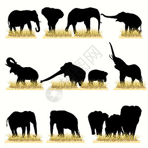12个大象音环图片