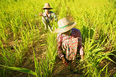 传统的亚洲农民图片