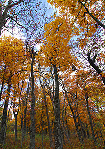 金黄金黄色绿树落叶花活力叶子绿色树叶棕色风景分支机构森林图片