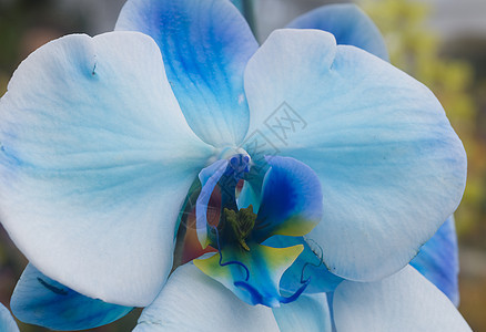 蓝白兰花花朵白色花园园艺植物群图片