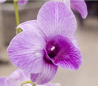 粉红色兰花花兰花植物群花瓣花园图片