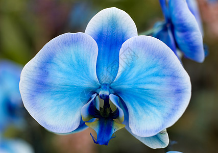 蓝白兰花花朵白色花园园艺植物群图片