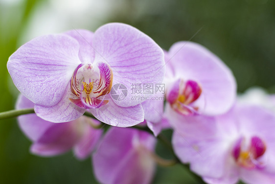 粉红白兰花花白色园艺兰花植物群花园图片