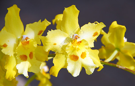 Odononia 黄色兰花花植物群兰花花园花瓣图片