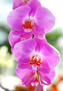 粉红白兰花花花园植物群园艺白色兰花图片