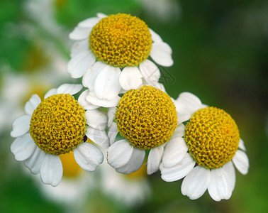 白色黄甘菊香草花植物群花园生长园艺草本植物黄色洋甘菊图片