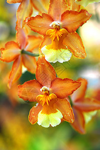 黄色棕褐兰花花棕色花瓣兰花植物群花园图片