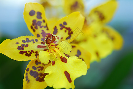 黄色棕褐兰花花植物群花园花瓣棕色兰花图片