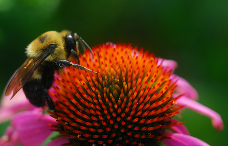 蜜蜂在伊切纳西亚锥花花上图片