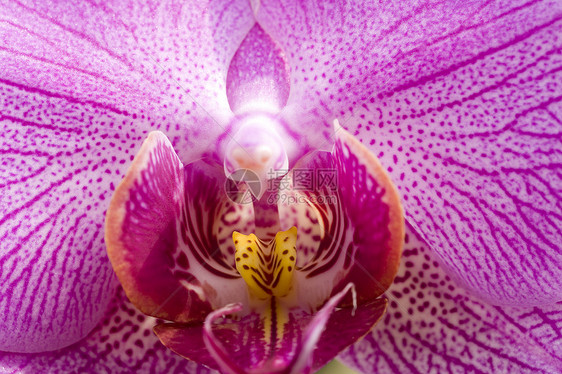 粉红白兰花花植物群兰花白色花园园艺图片