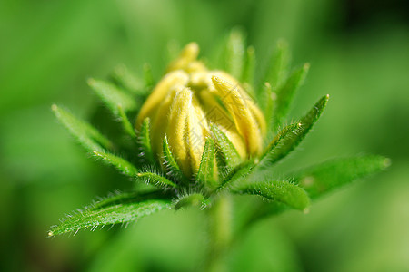 鲁德贝克亚黑眼睛苏珊花芽图片