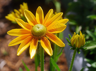 鲁德贝克亚黑眼睛苏珊花花园橙子花瓣眼睛植物群黑色图片