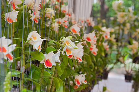 美丽的兰花农村热带植物花瓣环境花园植物学植物群叶子风格图片