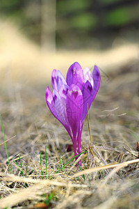 详细内容草地植被进取心投标植物群生命花园花瓣紫色季节背景图片