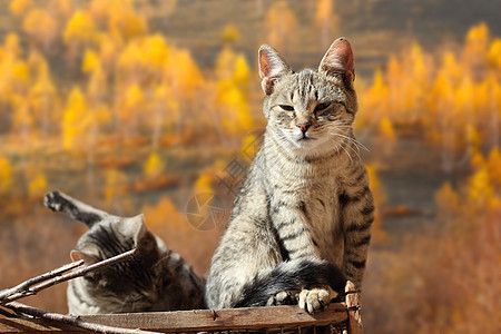 两只猫生物动物胡须休息森林猫咪哺乳动物小猫宠物金子图片