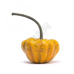 公平南瓜橙子壁球皮肤背景葫芦白色阴影节日蔬菜收成图片