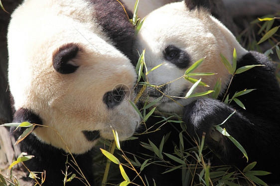 两只美丽的熊猫吃竹子的照片图片