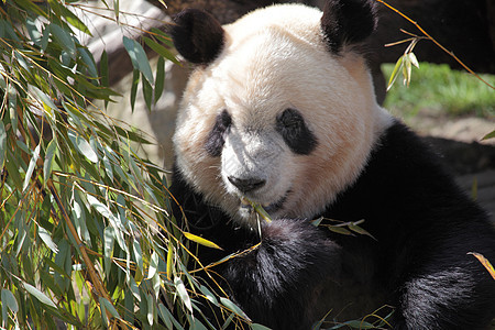 一张美丽的熊猫吃竹子的照片丛林野生动物黑色森林哺乳动物旅行栖息地动物白色荒野图片
