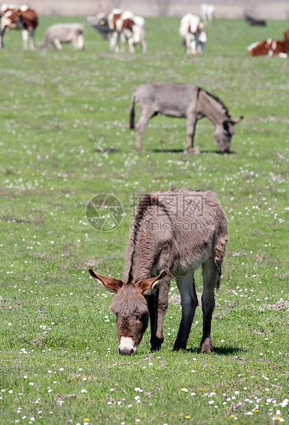 牧草场的驴子家畜哺乳动物笨蛋乡村国家场地绿色棕色草地风景图片