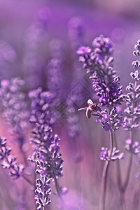 食用盐薰衣草农业紫色香气花园植物背景图片