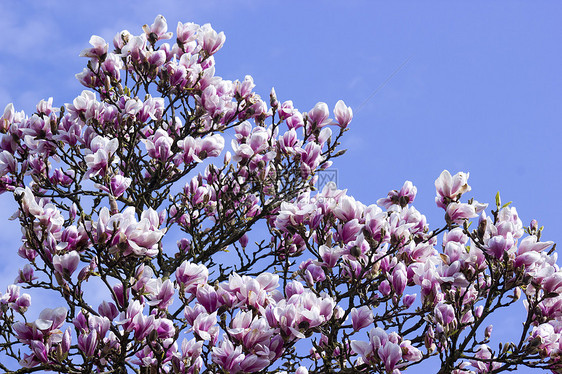 盛开的木兰花树天空晴天果园公园阳光照射阳光植物季节性蓝色粉色图片