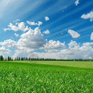 青草在阴云碧丽的蓝色天空下阳光生长树木场地空气风景农村草地农田牧场图片