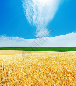 金金大麦和蓝云天空图片