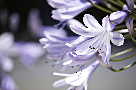 紫花花花瓣宏观背景图片