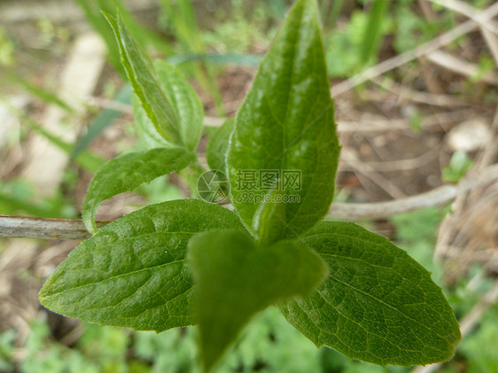 绿色新绿环境叶子植物植物群生长植物学图片