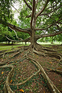 树根根木头植物公园热带森林树干树木雨林荒野图片