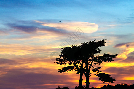 圣克鲁斯树林太阳反射环境层云高层云红色天气日落情绪化图片