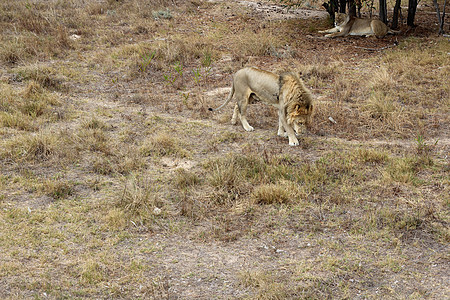 两狮子动物食肉捕食者干草野猫说谎生物国王荒野毛皮图片