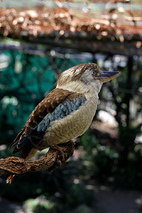 蓝翼Kookaburra在分支上图片