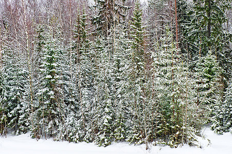 冬季森林旅行假期场景植物寒冷时间针叶季节孤独团体图片