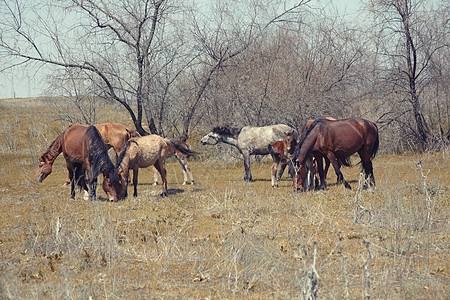 马匹营养农业哺乳动物场地动物群草地生活食物阉马家畜图片