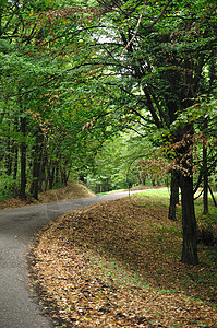 森林道路树木场景乡村国家树叶小路公园农村绿色图片