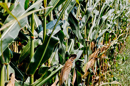 角字段植物叶子食物流苏树叶农业玉米耳朵场地农场图片