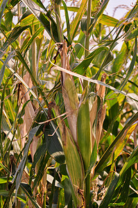 角字段叶子树叶农业耳朵玉米场地农场植物食物流苏图片
