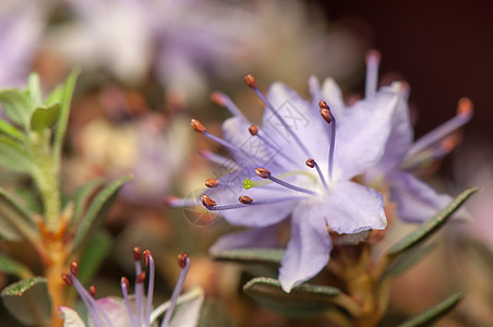 阿扎莱亚花园植物学灌木生物学植物群绿色衬套叶子花蕾植物图片