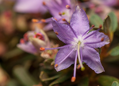 阿扎莱亚植物群植物学灌木衬套花蕾生物学花园绿色植物叶子图片