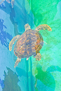 泰国Rayong省水族馆的海龟旅行假期海滩爬虫蓝色野生动物环境动物海洋潜水员图片