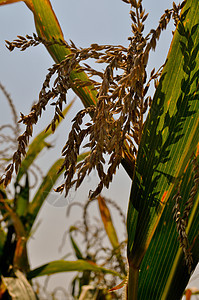 角字段农业流苏植物叶子玉米耳朵场地食物树叶农场图片