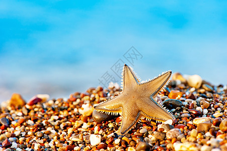 海星躺在沙滩上异国生活脊椎动物海景动物热带孤独蓝色野生动物星星图片