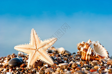 海边沙滩和小石滩上的海星和海壳图片