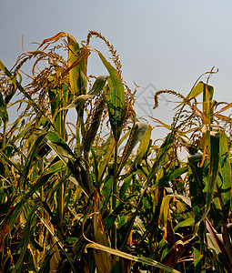 角字段流苏植物耳朵场地农场玉米叶子树叶农业食物图片