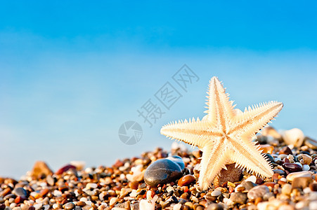 海星躺在沙滩上情调热带乐趣太阳旅行气候假期动物星星边缘图片