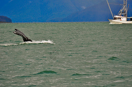 飞行的鲸鱼捕鲸观察鲸鱼观鲸波浪波纹背景