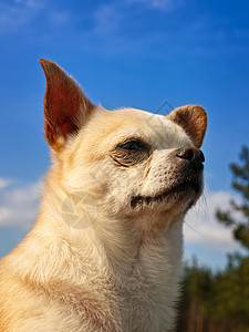 奇瓦亚州朋友小狗良种宠物晴天动物犬类图片