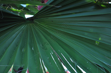 棕榈峰叶状体植物树叶棕榈叶子图片