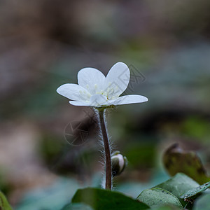 白人共同肝脏花瓣快乐荒野蔬菜欢呼季节植物群麦汁肝病仙草图片